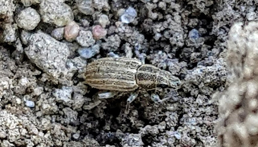 Éhen halnak a rákos sejtek, hogy megöljék a rákot, mielőtt megölne